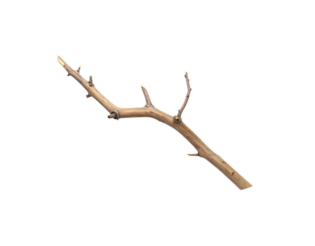 Detailed Closeup of a Small Brown Knotted Tree Branch with Small Twigs. png