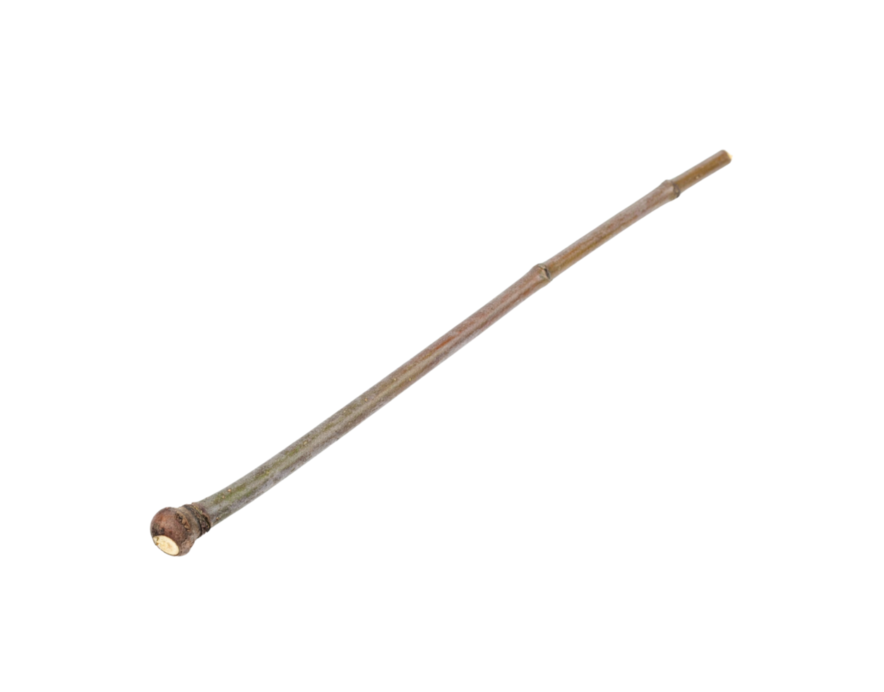 Slender Brown Twig with a Bulbous Knotted Base. png