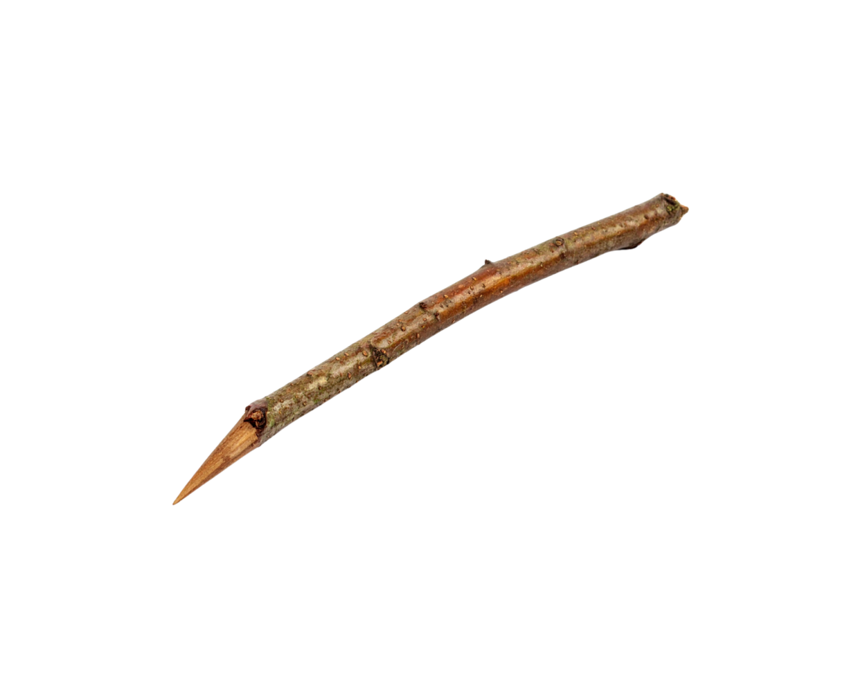 Sharpened Twig Brown and Gray Pointed End Natural Texture. png