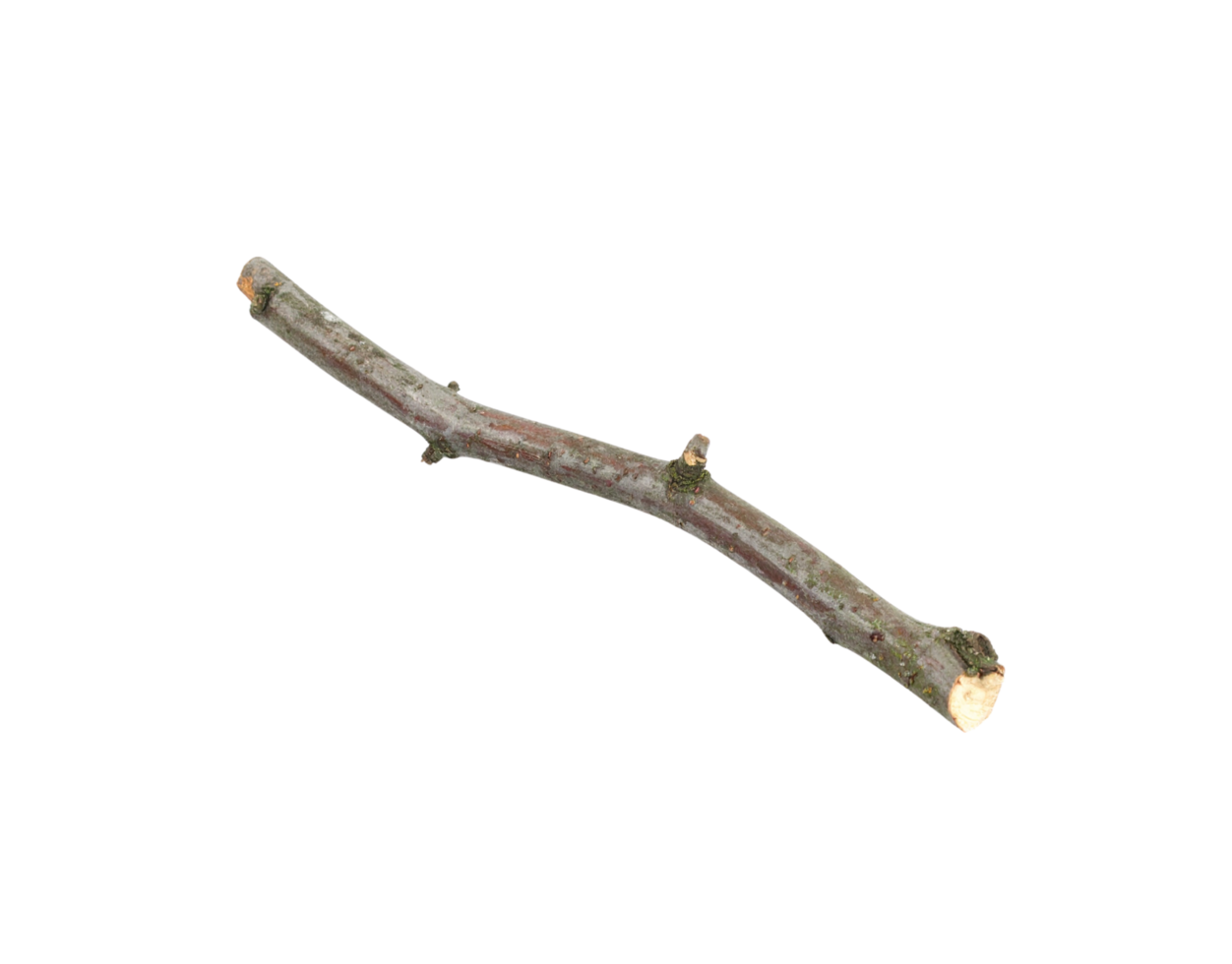 GrayishBrown Curved Twig with Small Branches and Knots. png
