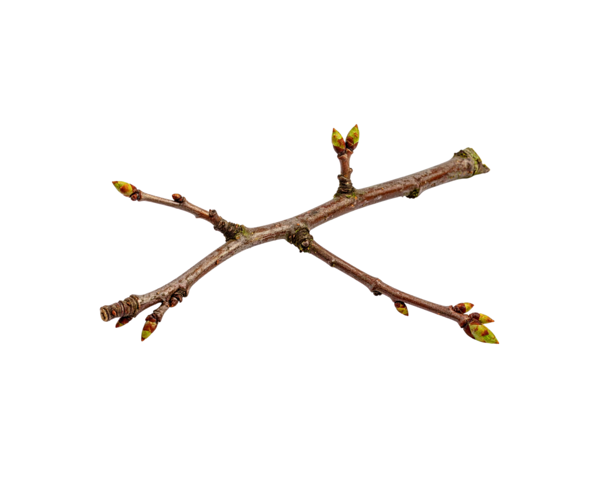 XShaped Twig with Emerging Spring Buds Brown Bark Green Tips. png