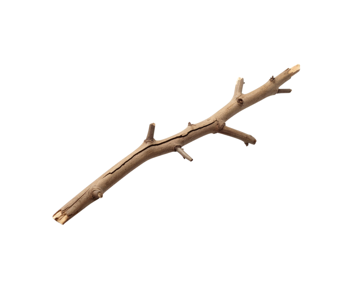 Dry Light Brown Tree Branch with Small Knots and Cracks. png