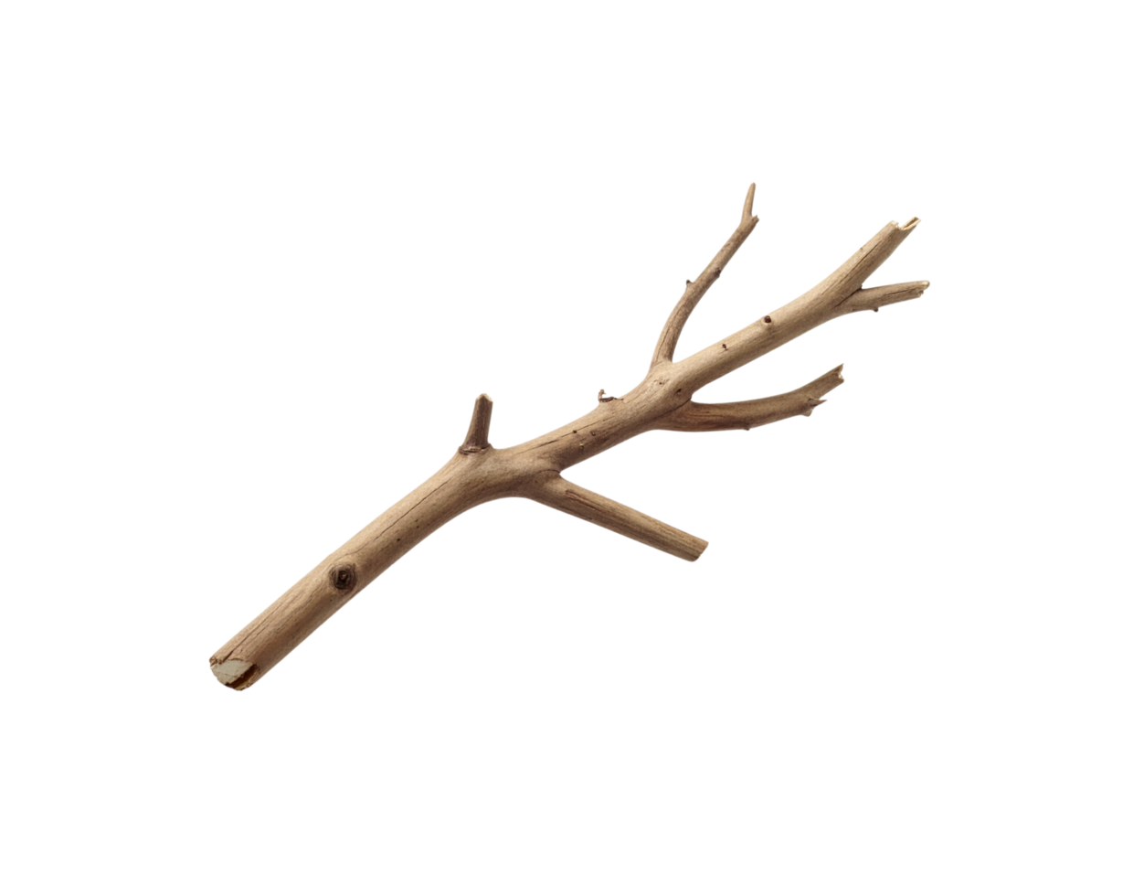 Light Brown Dried Tree Branch with Irregular Texture and Threepronged End. png