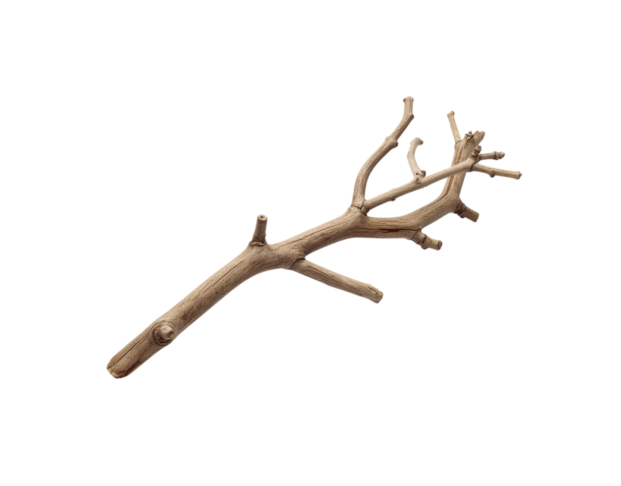 Dried Light Brown Branch with Multiple Small Branches Isolated. png