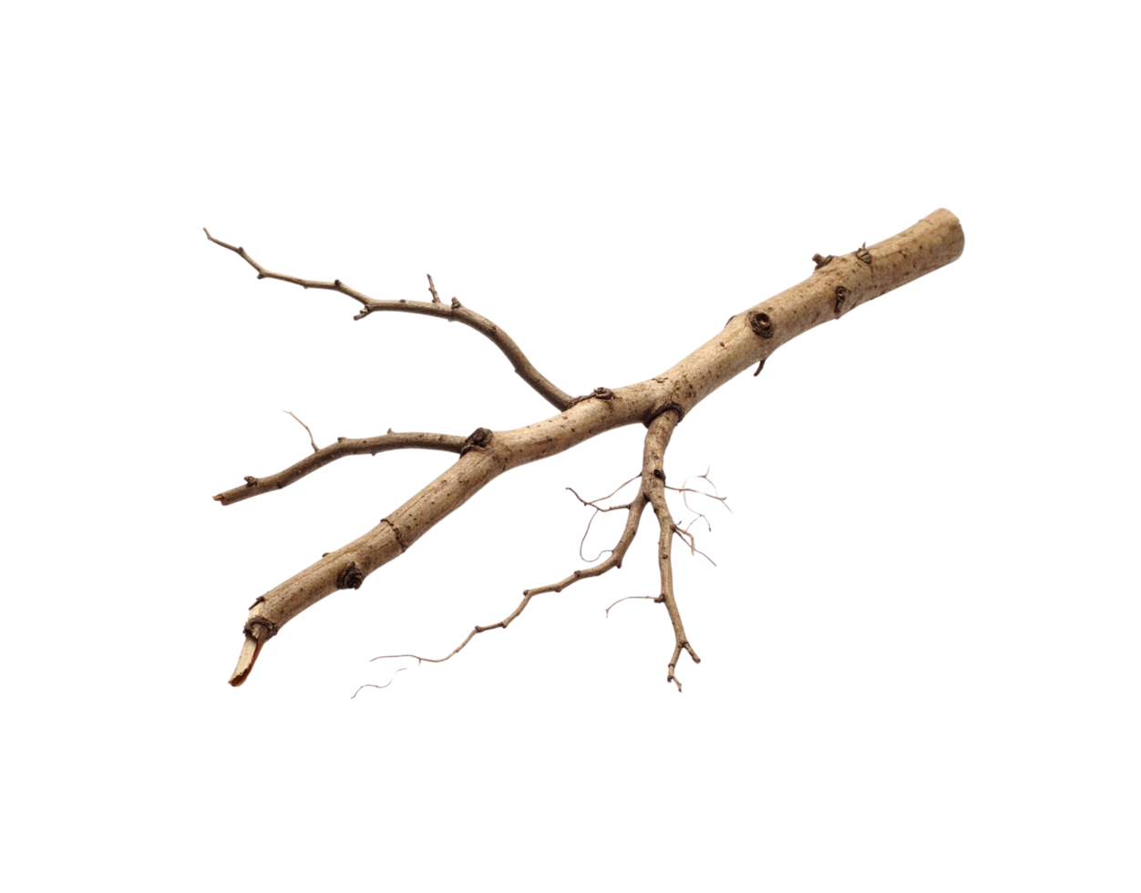Dried Light Brown Tree Branch with Small Twigs and Knots. png