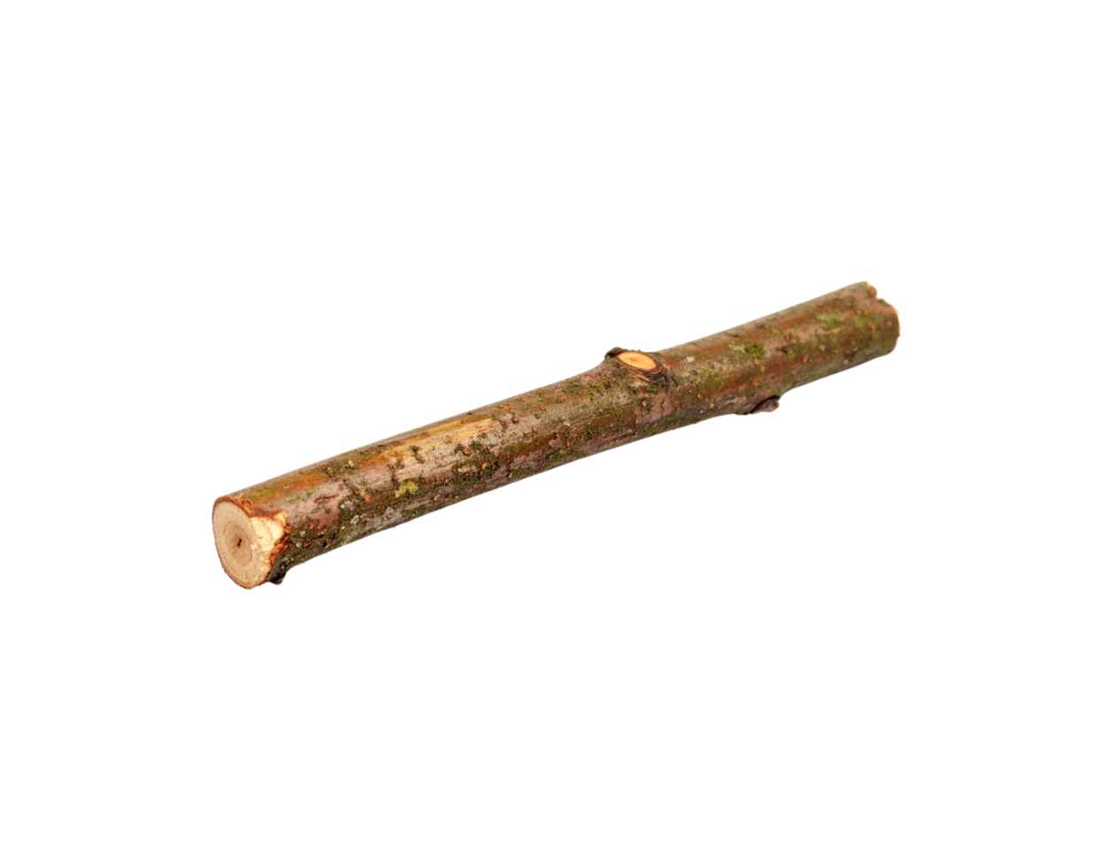Brown Wooden Twig with Knots and Rough Texture Isolated. png