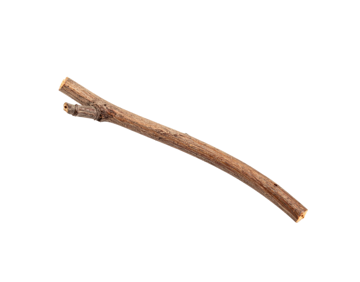 Single Brown Twig Slightly Curved Knotted End Rough Texture. png