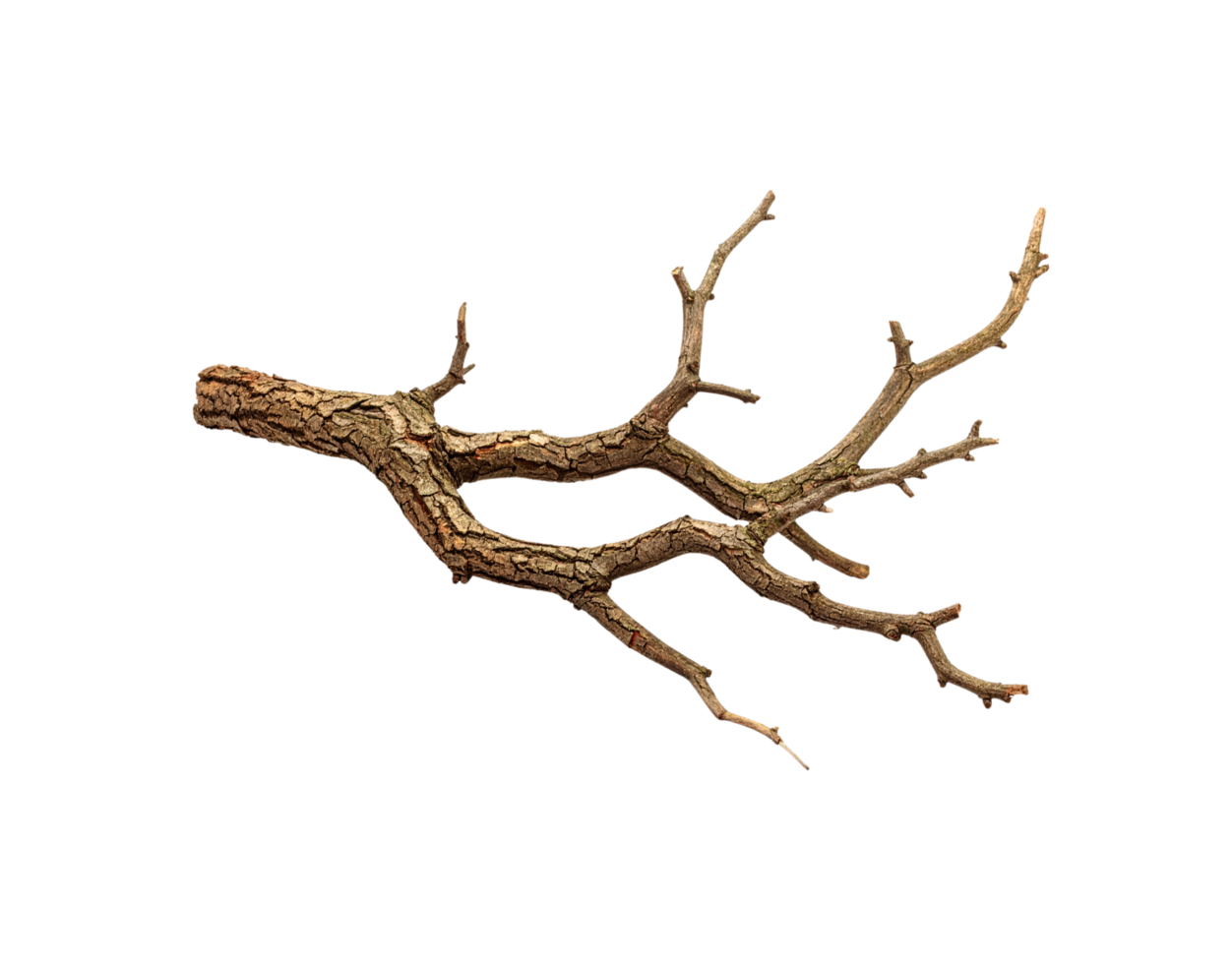 Detailed Closeup of a Brown Knotted Tree Branch with Multiple Thin Branches. png