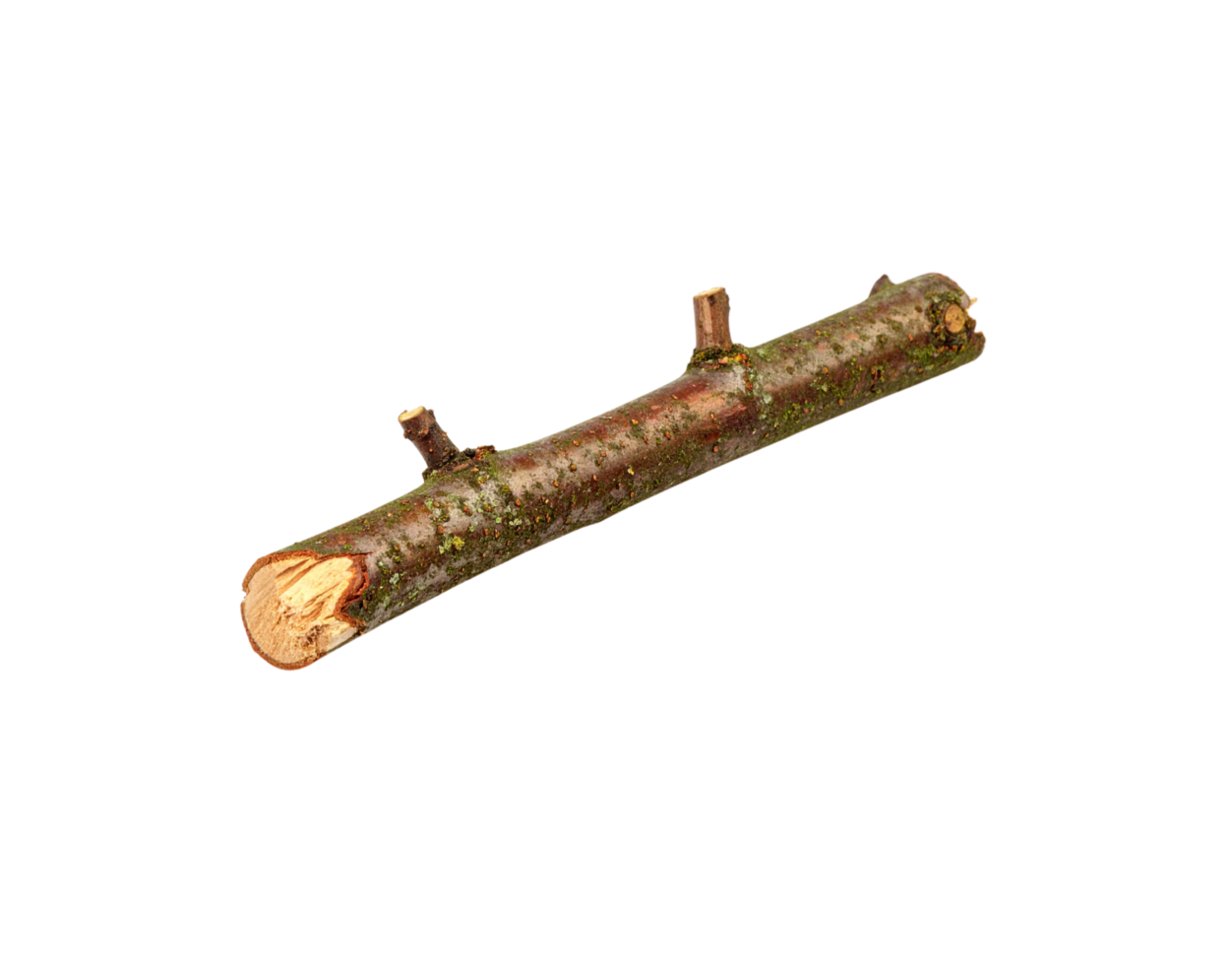 Brown Twig with Moss and Small Branches Isolated. png