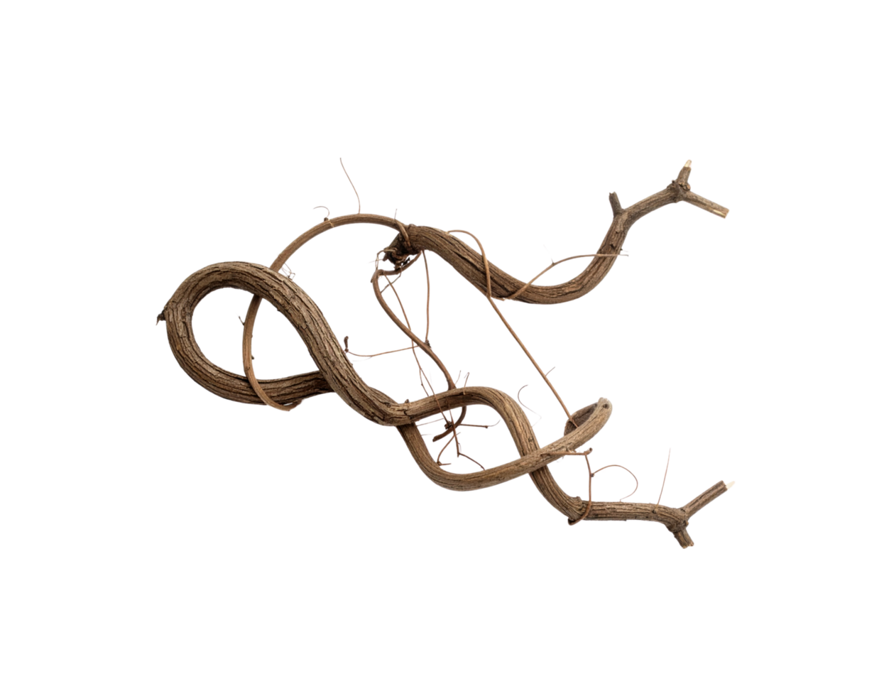 Intricate Brown Vine Twisted and Knotted Dried Woody Texture Isolated. png