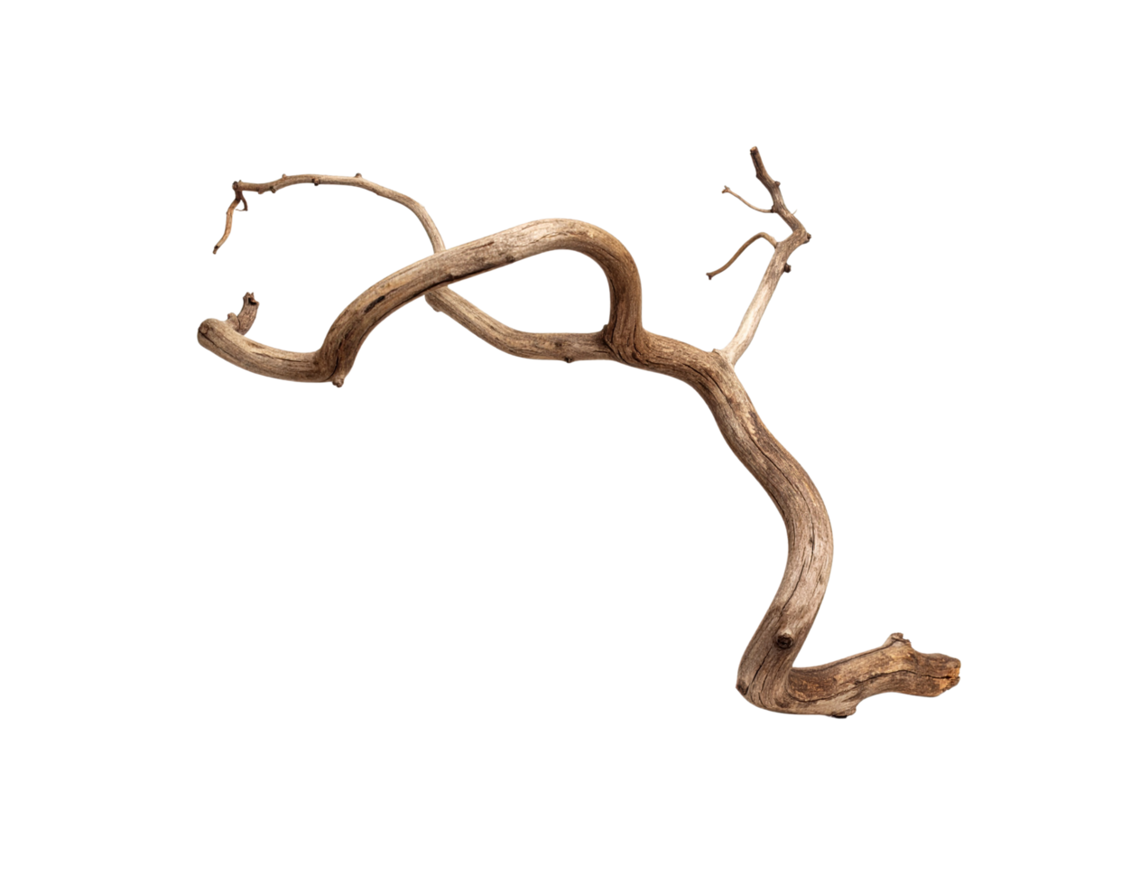Twisted Dried Vine Branch with Knots and Small Twigs. png