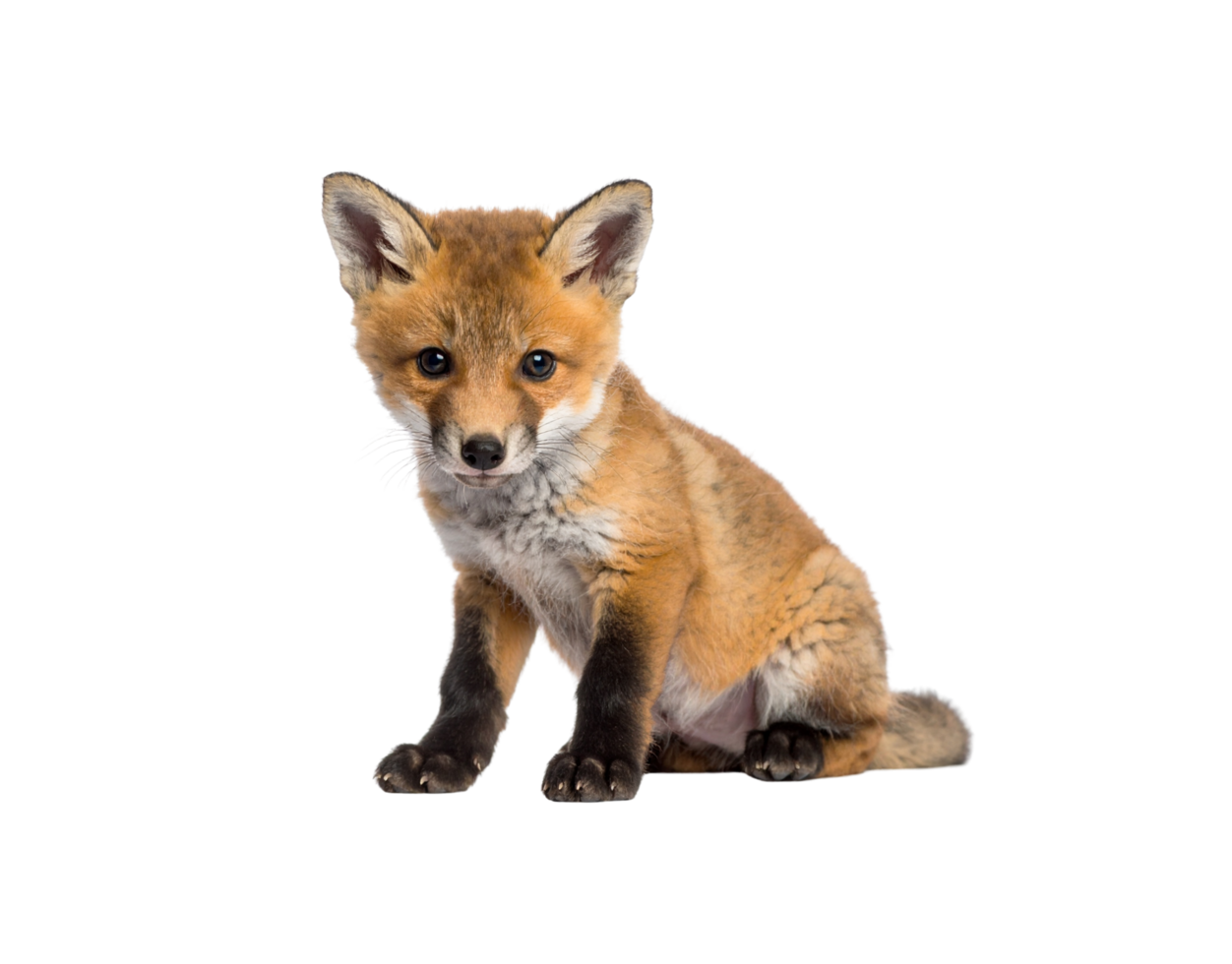 Adorable Red Fox Kit Sitting Pose Soft Fur Dark Paws. png