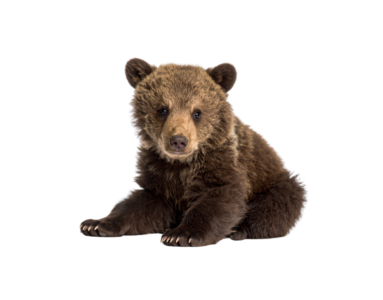 Adorable Brown Bear Cub Sitting Pose Fluffy Fur Dark Eyes. png