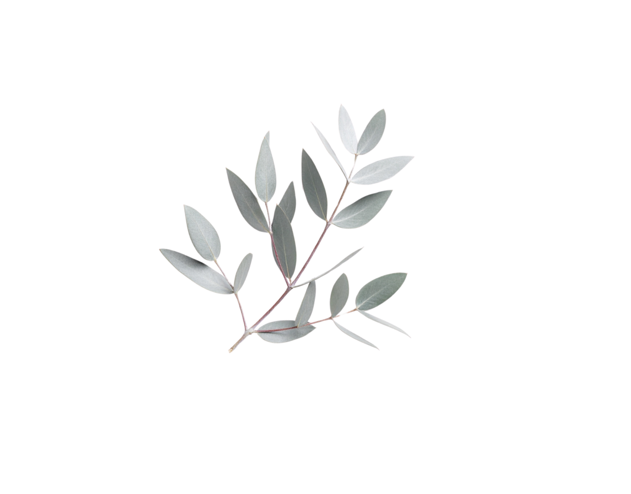 SilverGreen Eucalyptus Sprig with Delicate Lanceolate Leaves and Reddish Stem. png