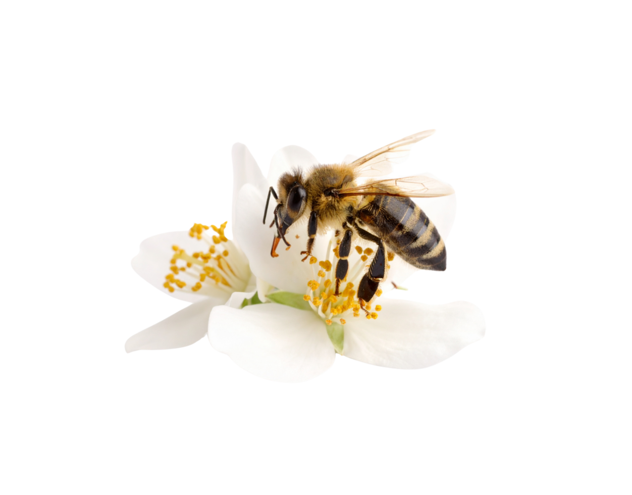 Honeybee on White Flower Detailed Closeup of a Busy Bee Collecting Pollen. png