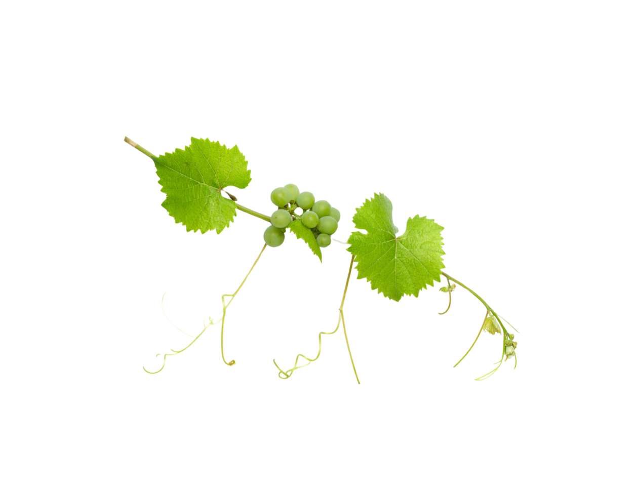 Green Grapevine Branch with Young Grapes and Leaves. png