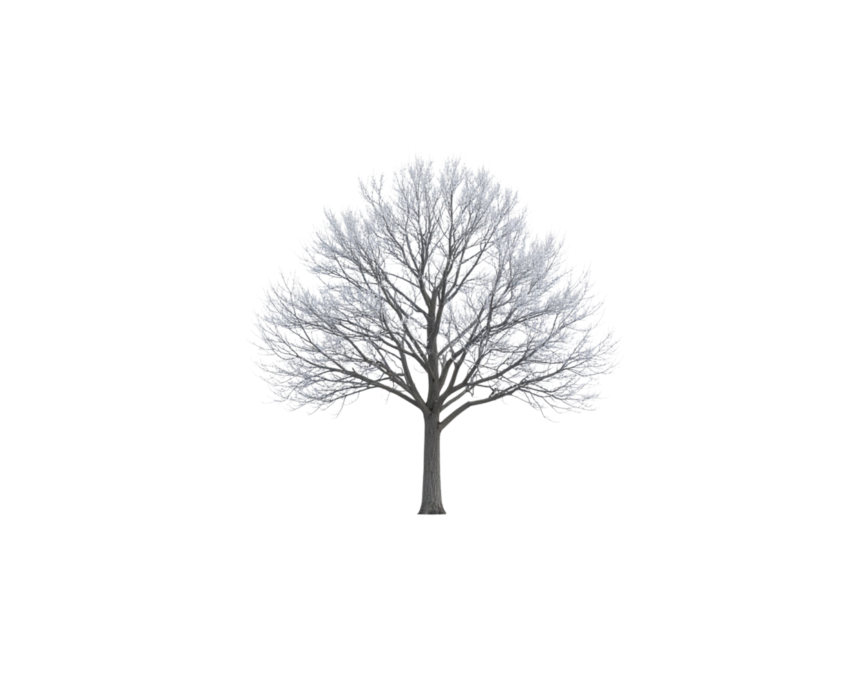 Bare Winter Tree with FrostCovered Branches Isolated. png