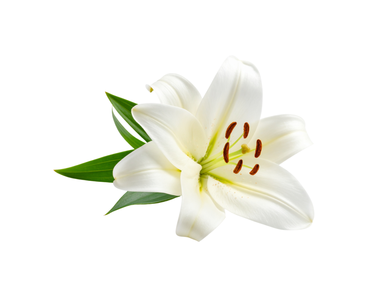 Elegant White Lily Blossom with Green Leaves Delicate Petals and Brown Stamens. png