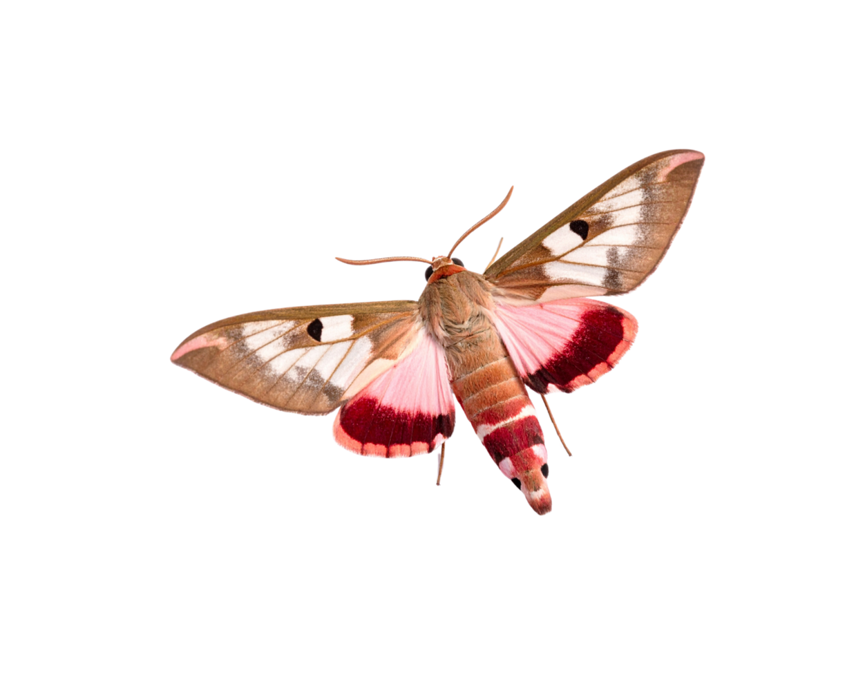 Detailed Closeup of a PinkandBrown Moth with Intricate Wing Patterns. png