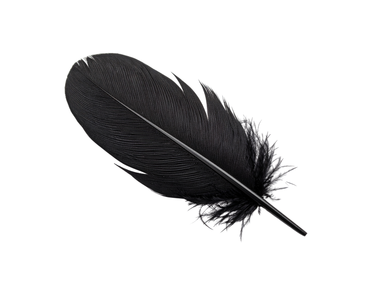 Single Elegant Black Feather with Fine Texture and Central Shaft. png