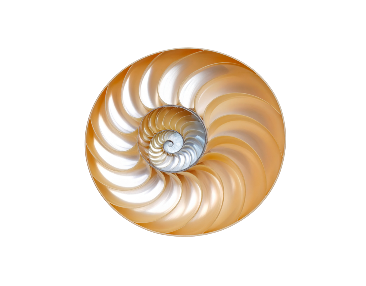 Golden Nautilus Shell Intricate Spiral Chambers Pearlescent Interior Detailed Texture. png