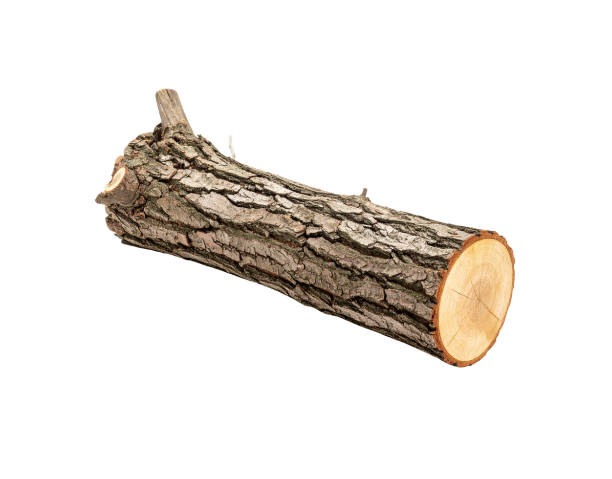RoughBarked Tree Trunk Section Showing Detailed Texture and CrossSection. png