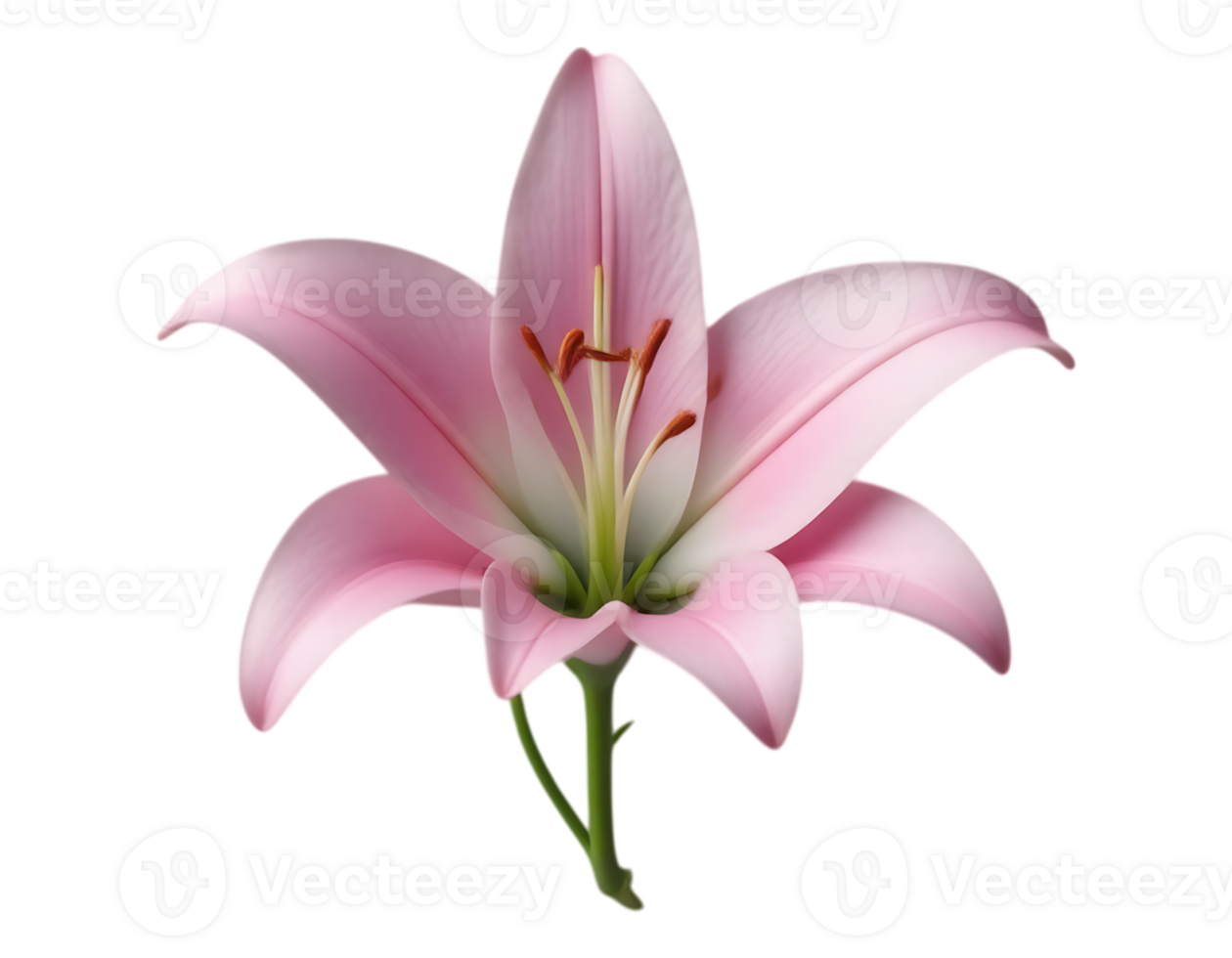Pink Lily Isolated on Transparent Background png