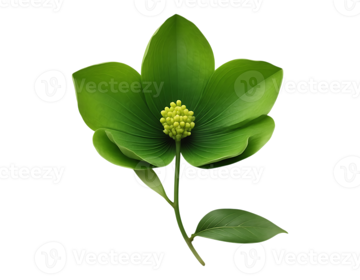 Realistic Hellebore Flower with Green Petals and Stem png