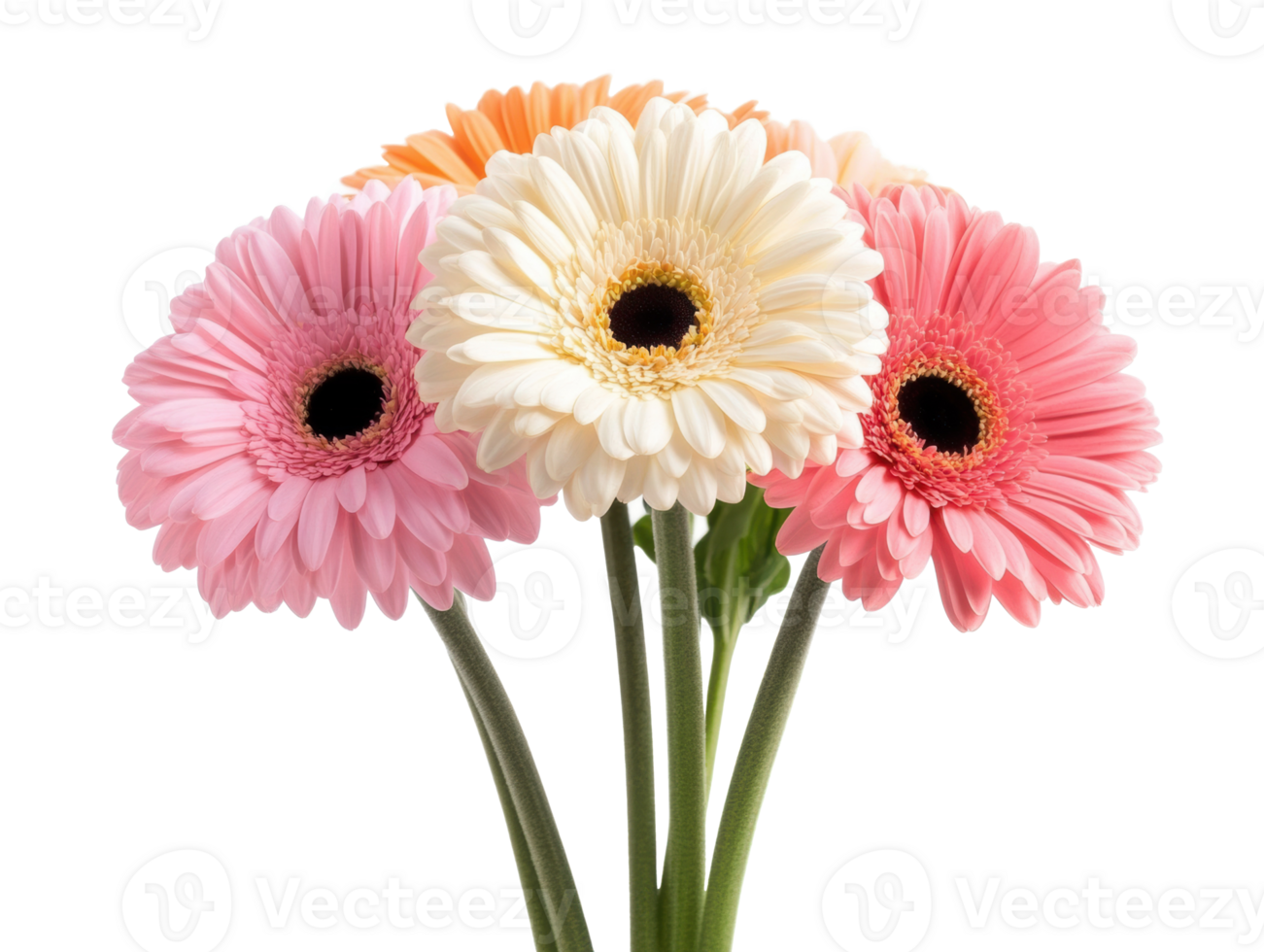 Vibrant gerbera daisies bouquet for decorative arrangements png
