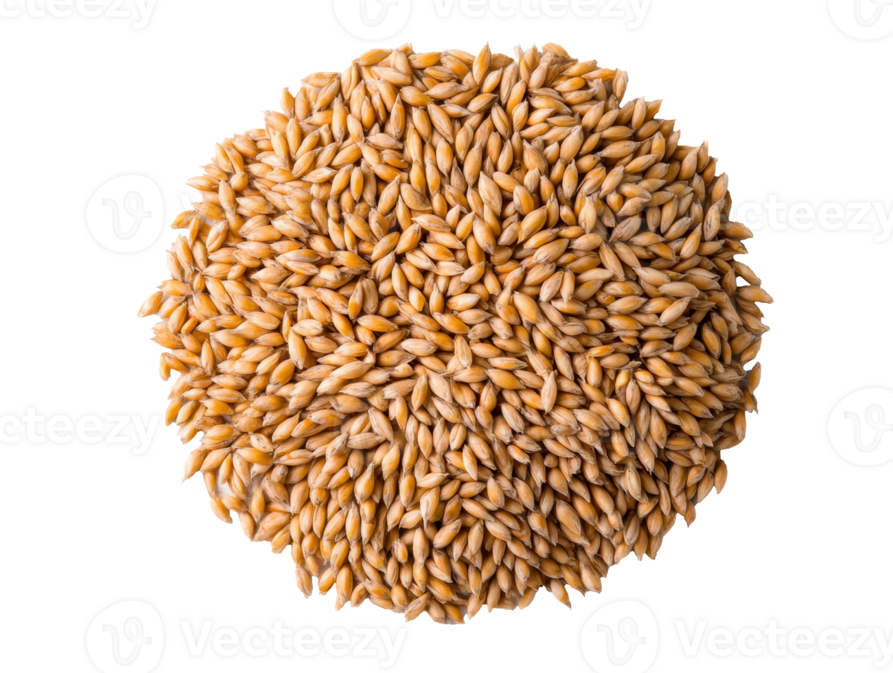 Freshly harvested barley grains for cooking and baking uses png
