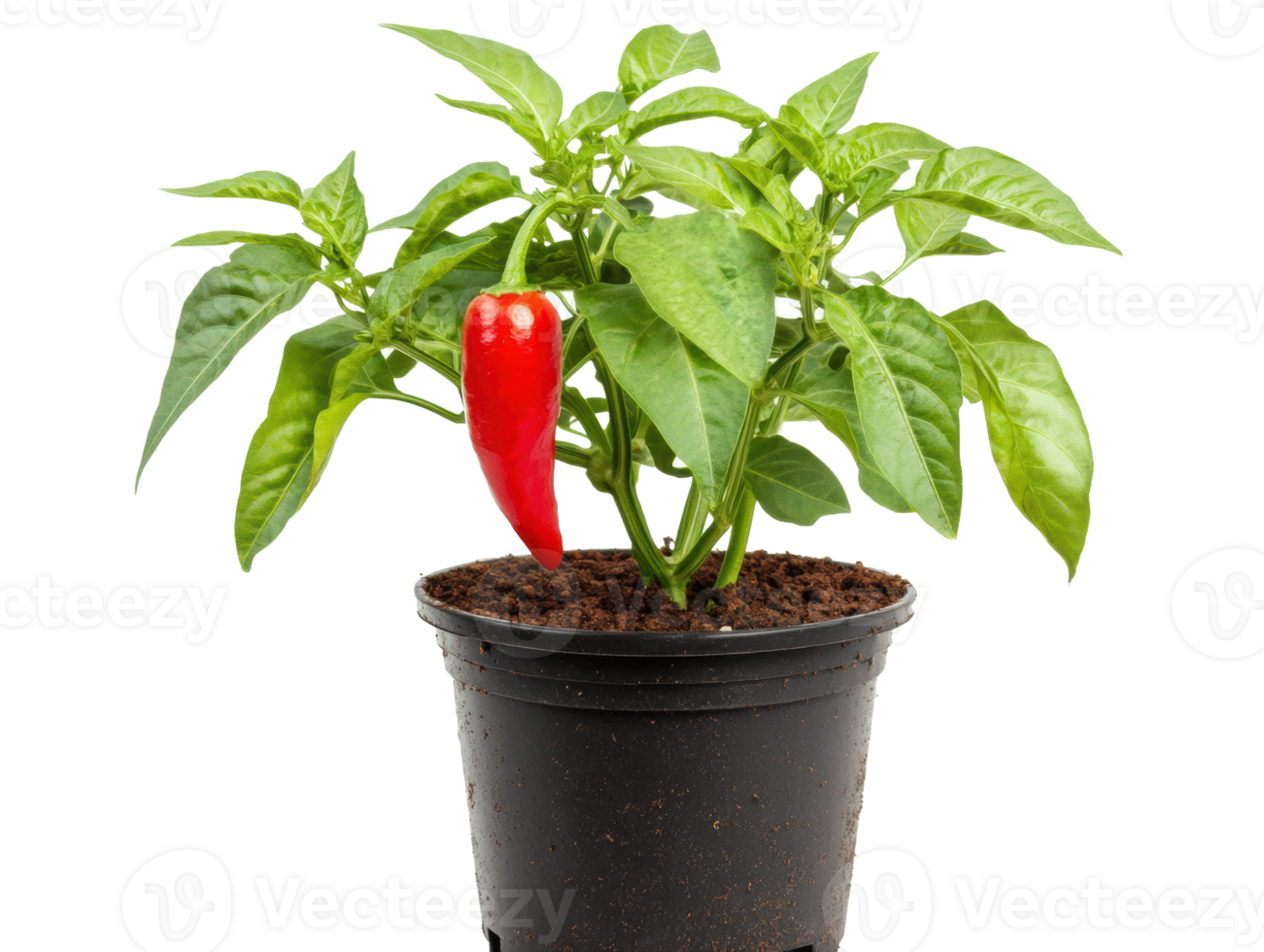 Growing red chili pepper plant indoors for culinary use and gardening png