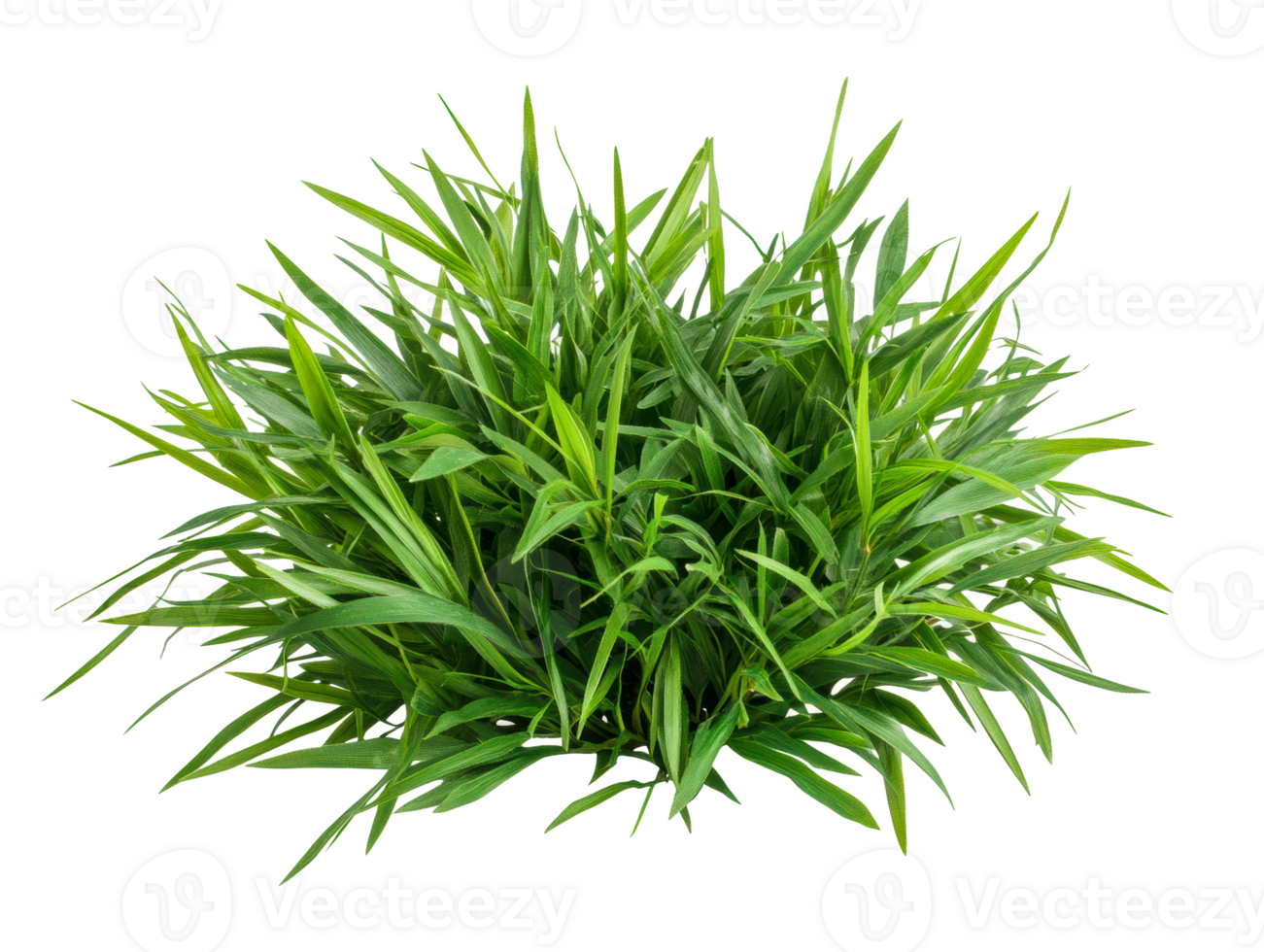 Lush green grass plant for indoor and outdoor decoration use png
