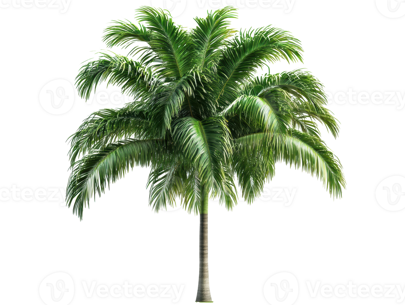 Tall palm tree in tropical landscape, perfect for decor png