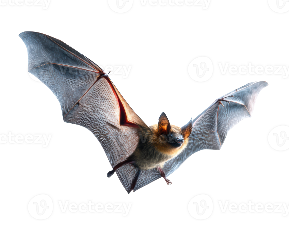 Bat in flight, highlighting its wingspan and features png