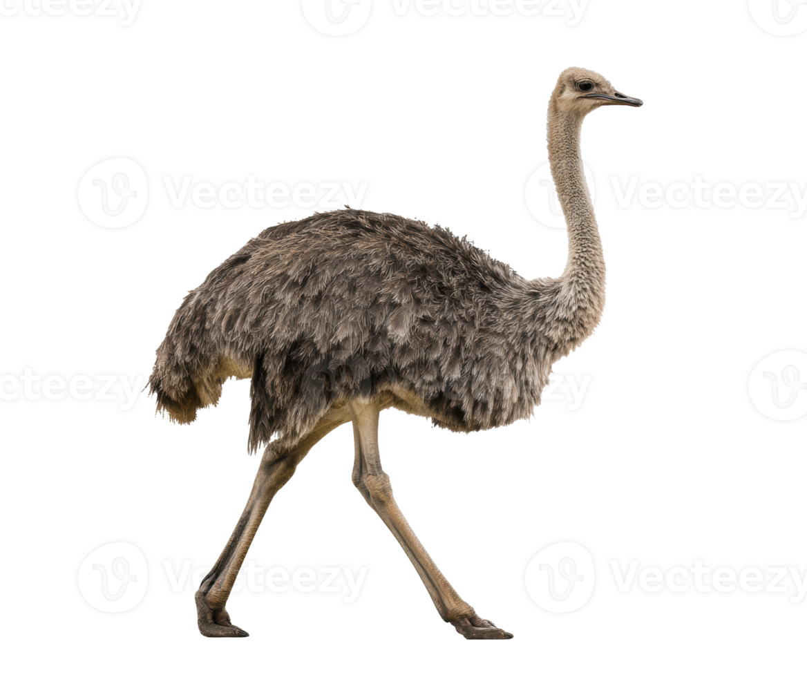 Elegant ostrich walking gracefully in a natural habitat png