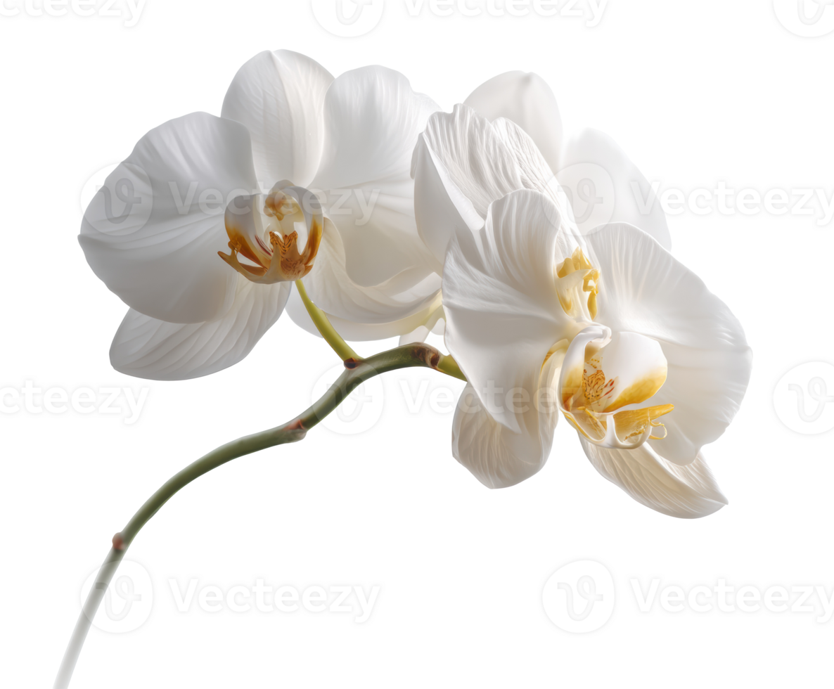Elegant white orchid blooming on slender green stem in serene setting png