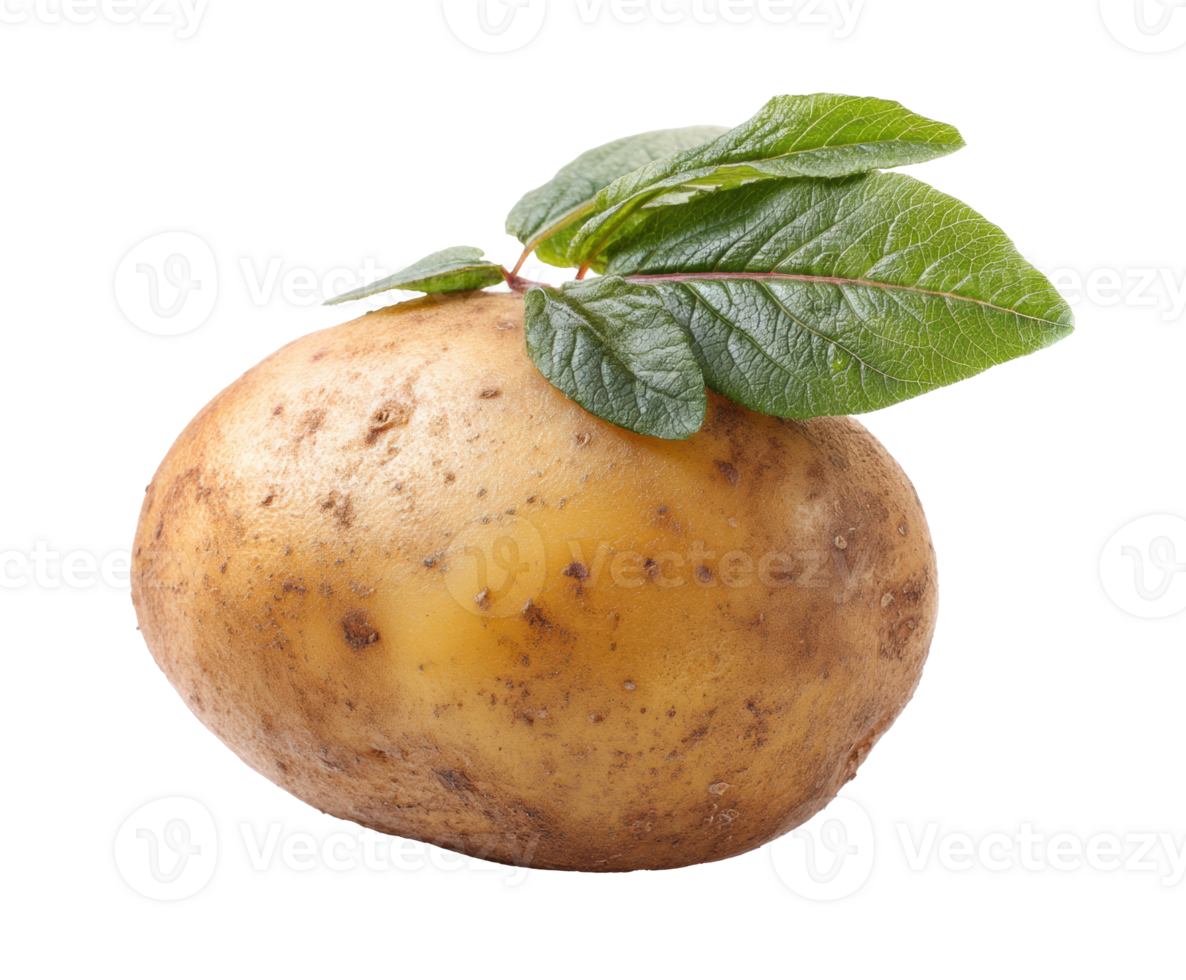 Fresh potato with green leaves on a white surface for culinary use png