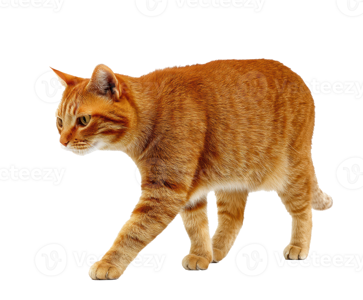 Curious orange cat exploring its surroundings indoors png