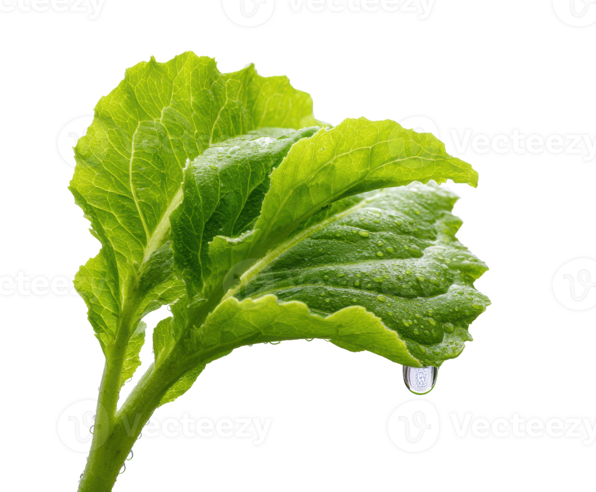 Fresh green lettuce leaves with water droplets for healthy meals png