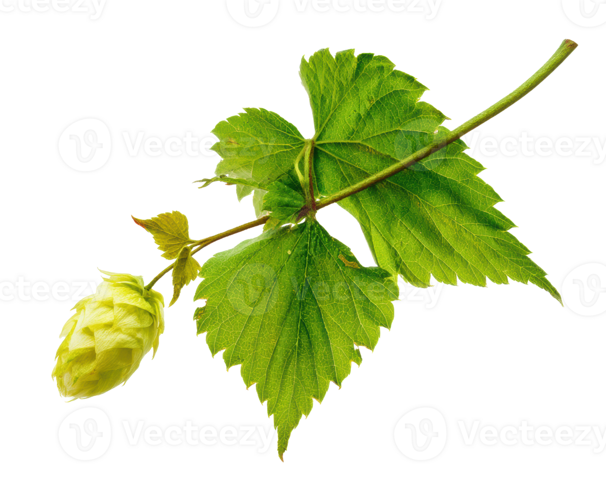 Fresh hop cone and green leaves for brewing beer and cooking png