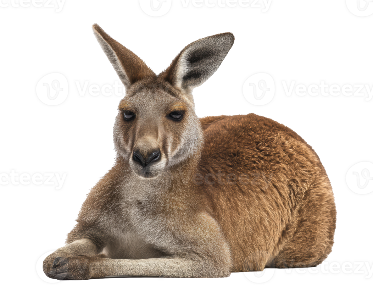 Kangaroo resting in a natural pose for wildlife education png