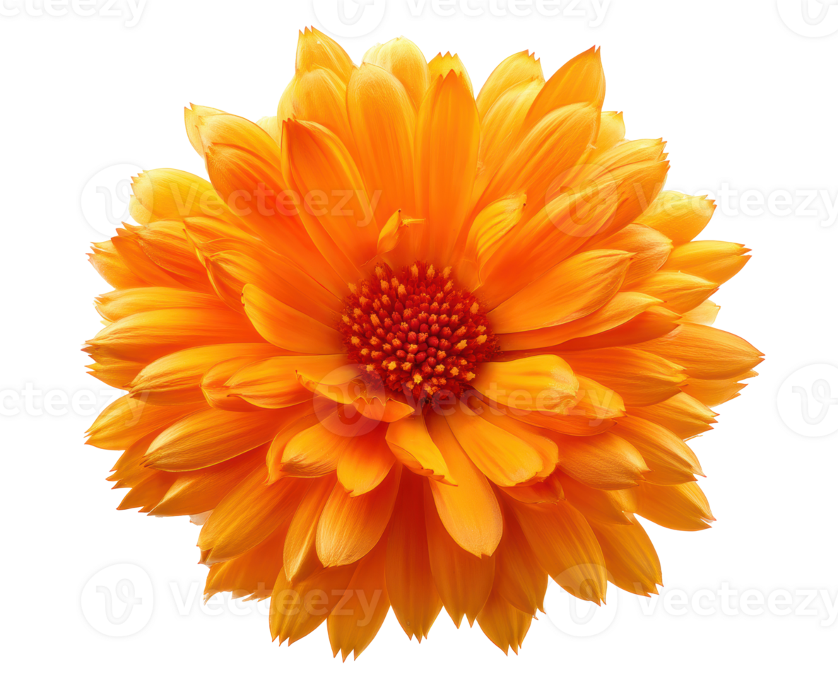 Vibrant orange flower bloom representing beauty and nature png