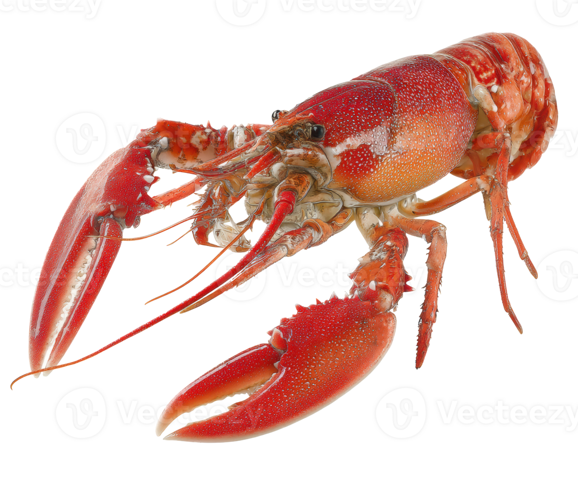 Freshwater lobster in vibrant red coloration on display png