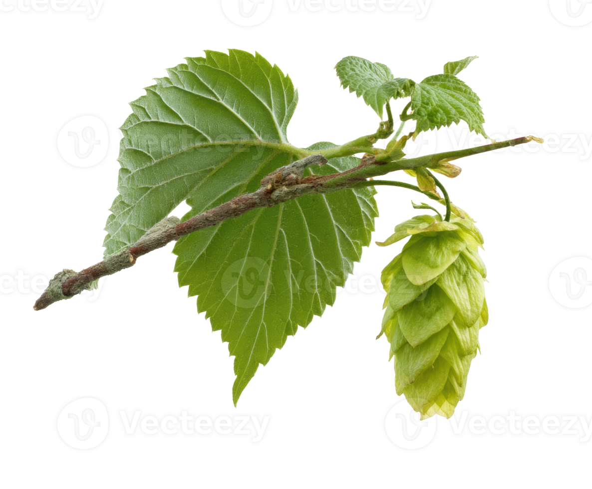 Hop plant branch with fresh green leaves and cones for brewing png