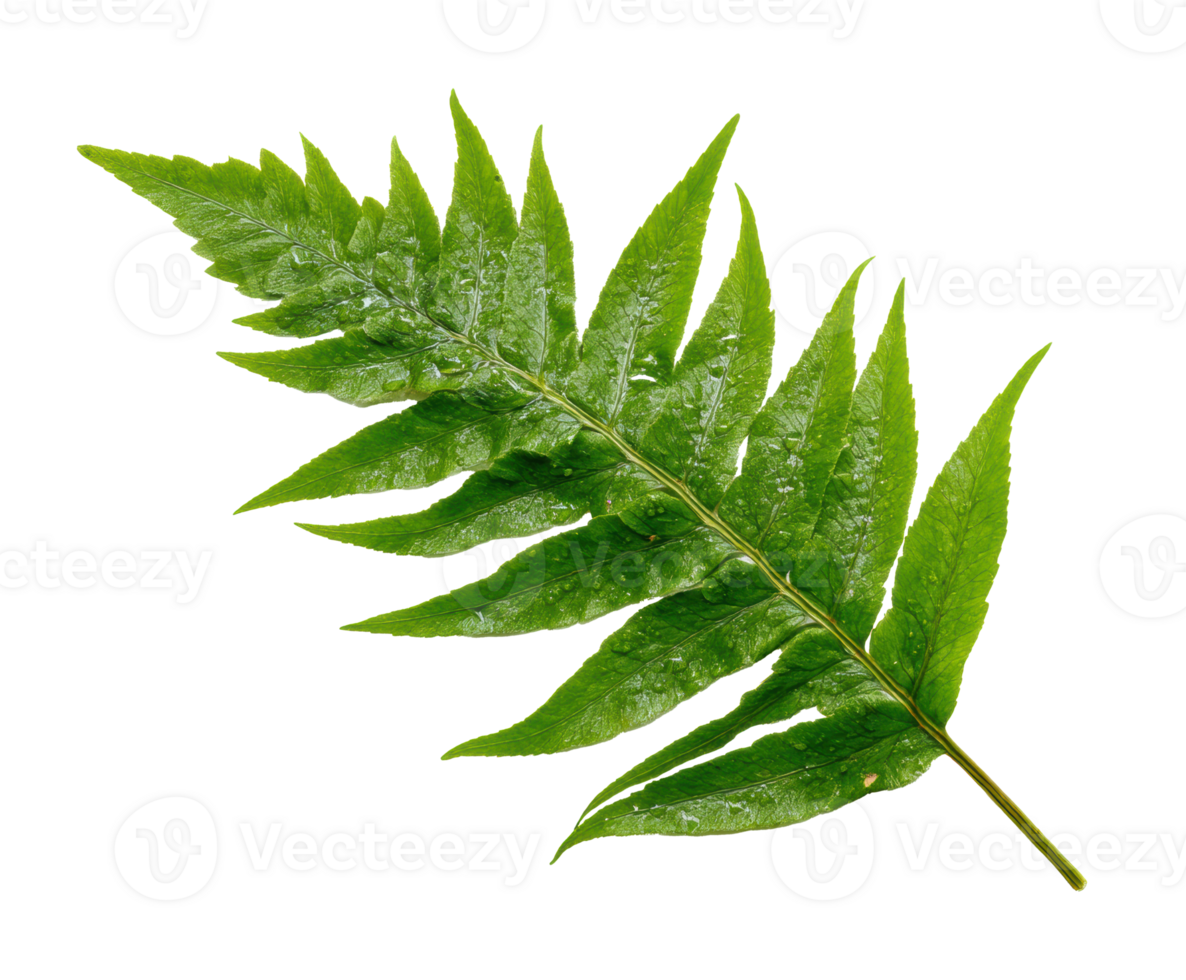 Vibrant fern leaf showcasing intricate textures and green hues png
