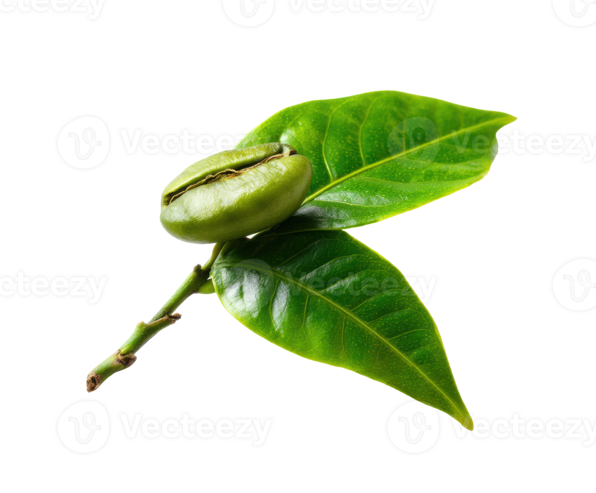 Fresh coffee bean with green leaves on a branch for culinary use png
