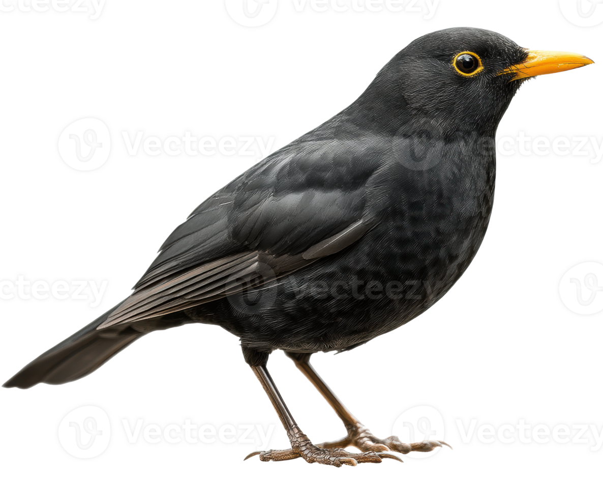 Blackbird perched and ready to sing in bright daylight png