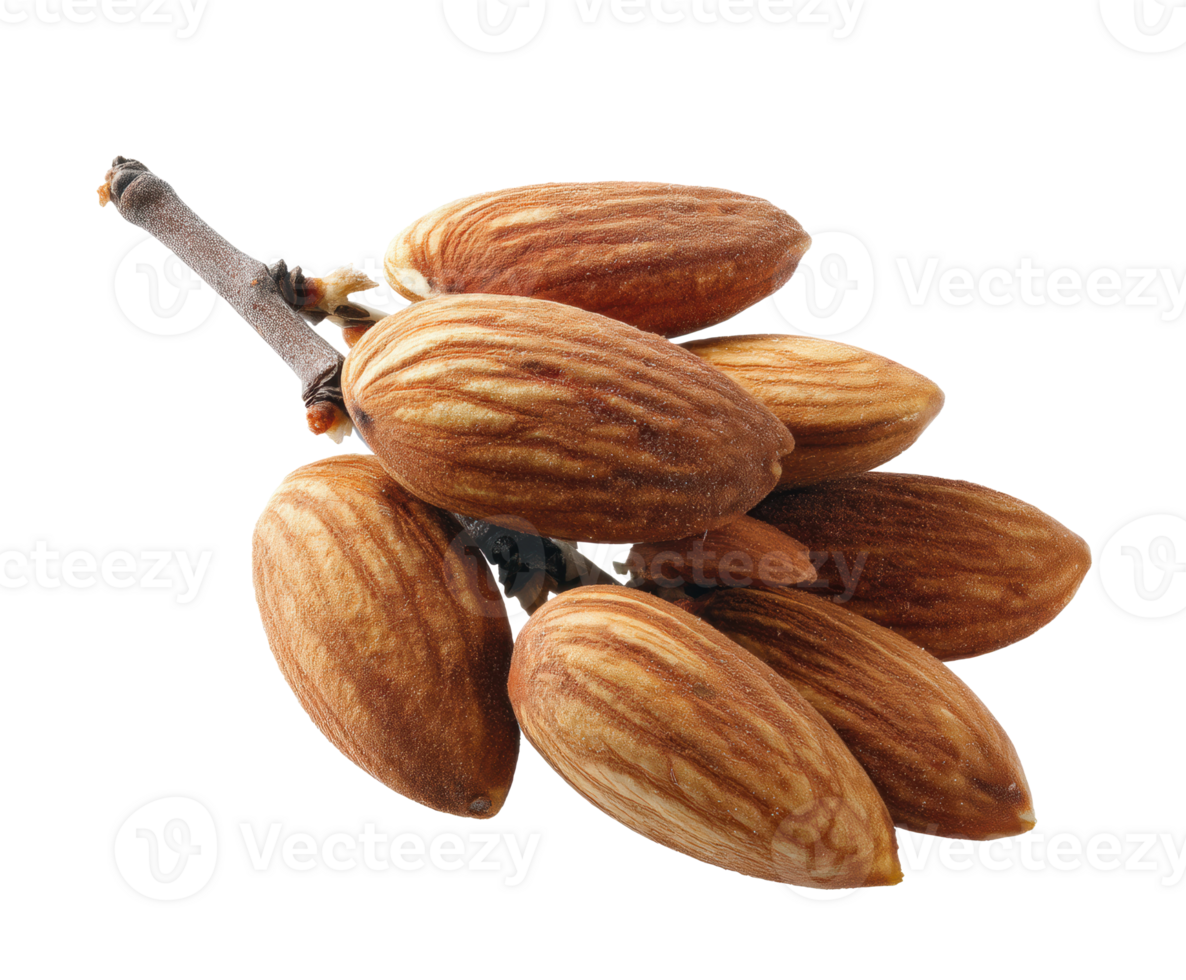 Almond nuts on a branch ready for harvest png