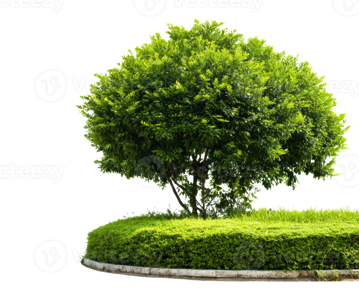 Lush green tree surrounded by vibrant foliage in calm setting png