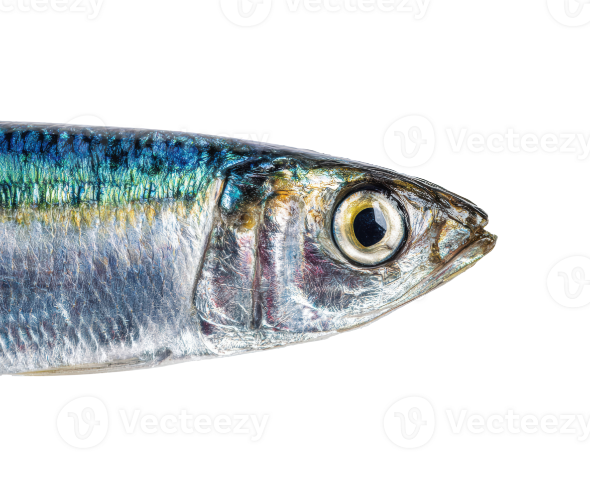 Fresh sardine close-up for culinary presentation and recipes png